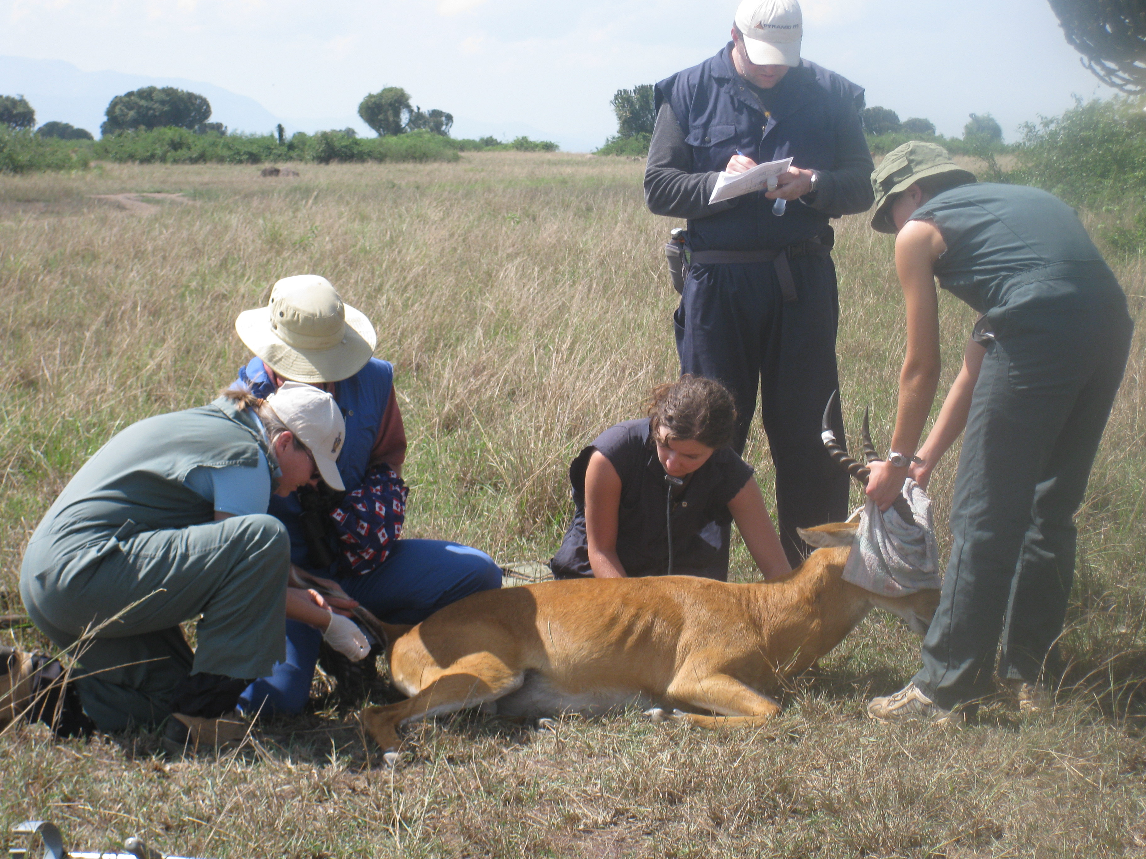 Veterinary field image 1